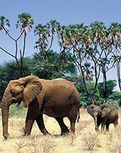 自然的运作（精编版）